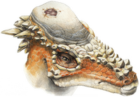 An artists reconstruction of the head of Pachycephalosaurus.  By Ryan Steiskal